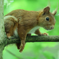 A red squirrel with a bushy tail is perched alertly on a tree branch, surrounded by a lush green background. Its pointed ears and bright eyes give it an inquisitive expression.