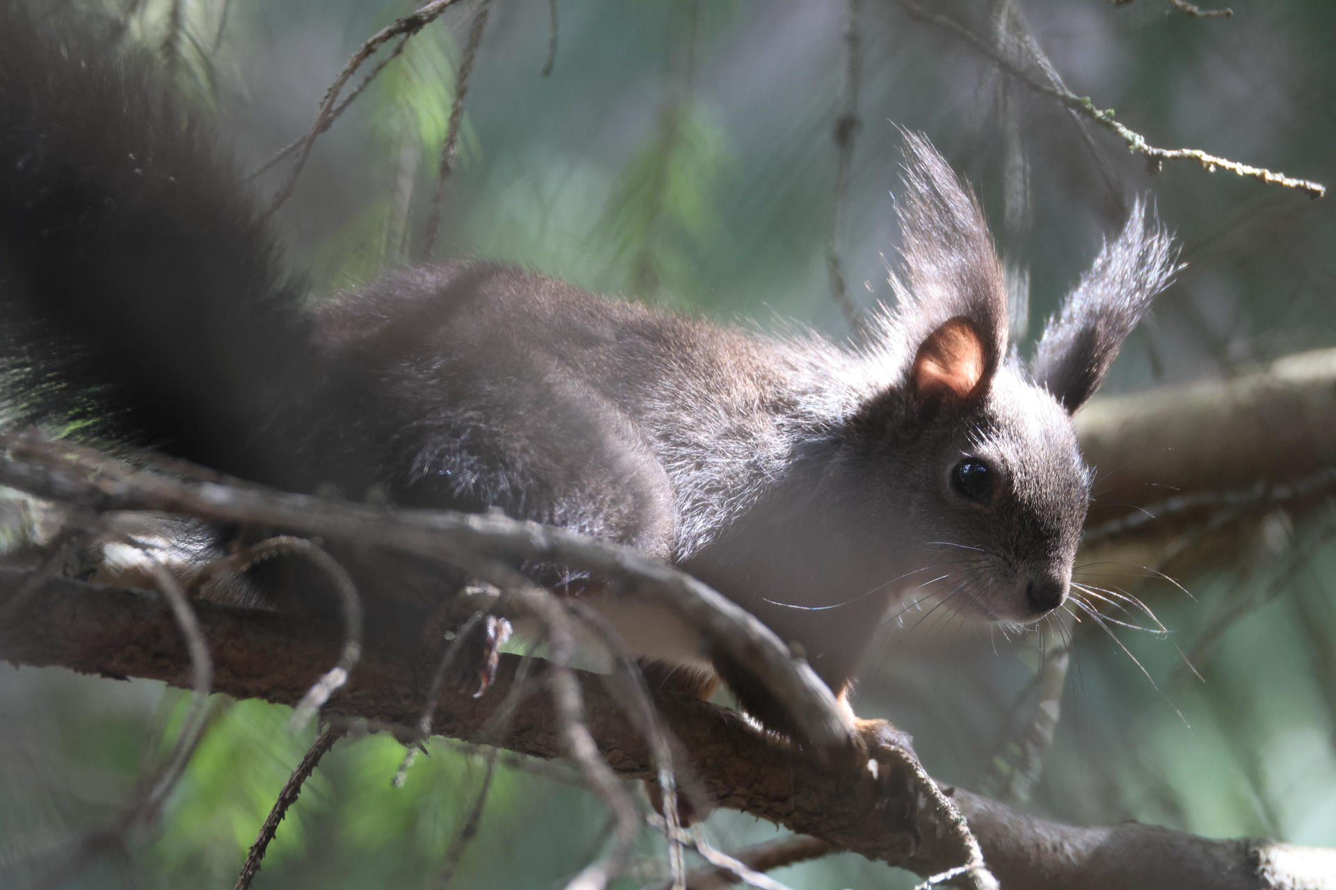 A red squirrel with tufted ears sits alertly on a tree branch, partially shaded by surrounding foliage and dappled sunlight. Its fur appears dark in the soft light, highlighting its distinctive ear tufts and bushy tail.