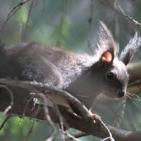 A red squirrel with tufted ears sits alertly on a tree branch, partially shaded by surrounding foliage and dappled sunlight. Its fur appears dark in the soft light, highlighting its distinctive ear tufts and bushy tail.
