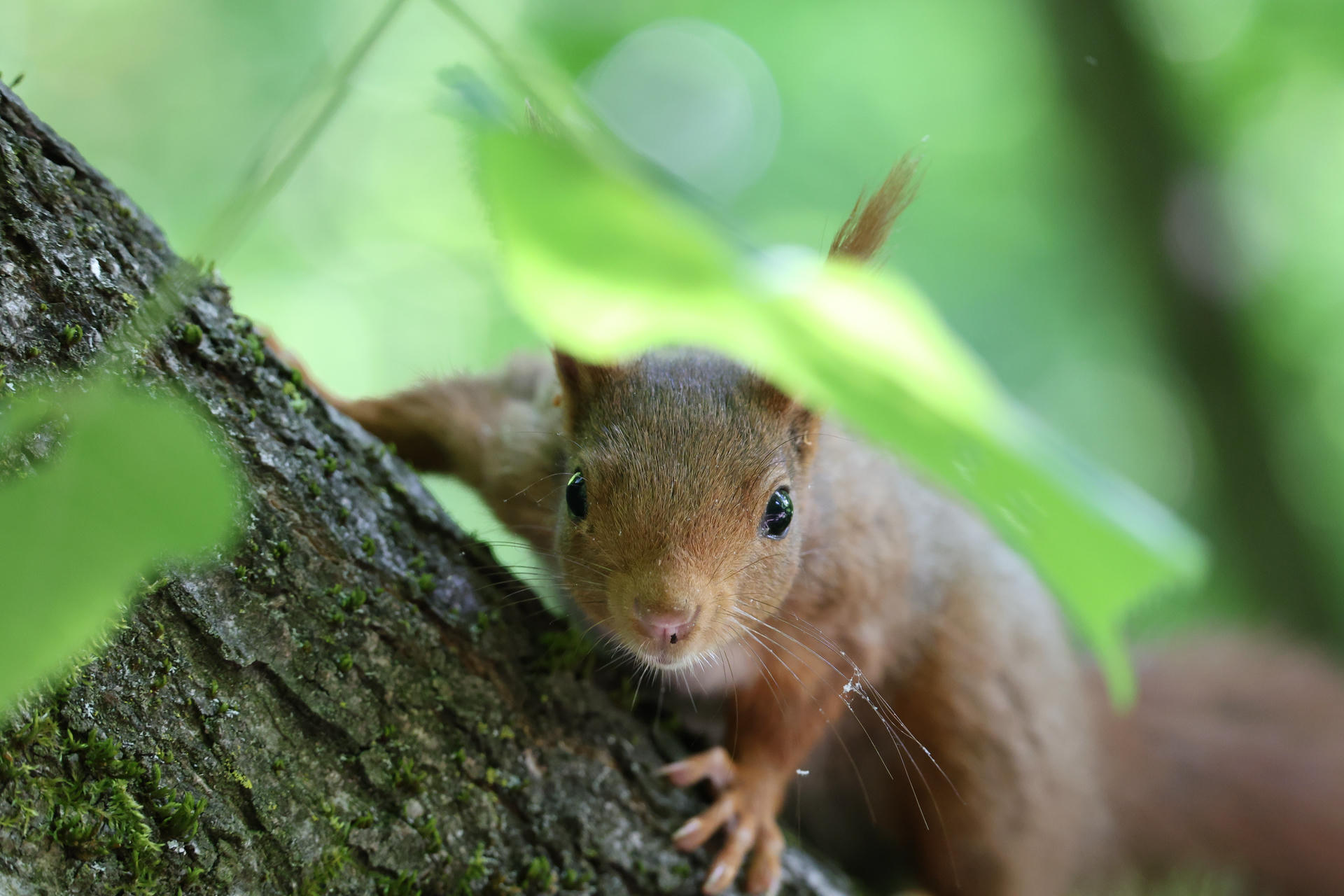 A red squirrel clings to the side of a tree, gazing directly at the camera with alert, curious eyes. Soft green leaves and blurred background create a peaceful woodland setting.