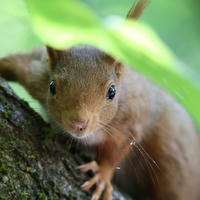 A red squirrel clings to the side of a tree, gazing directly at the camera with alert, curious eyes. Soft green leaves and blurred background create a peaceful woodland setting.
