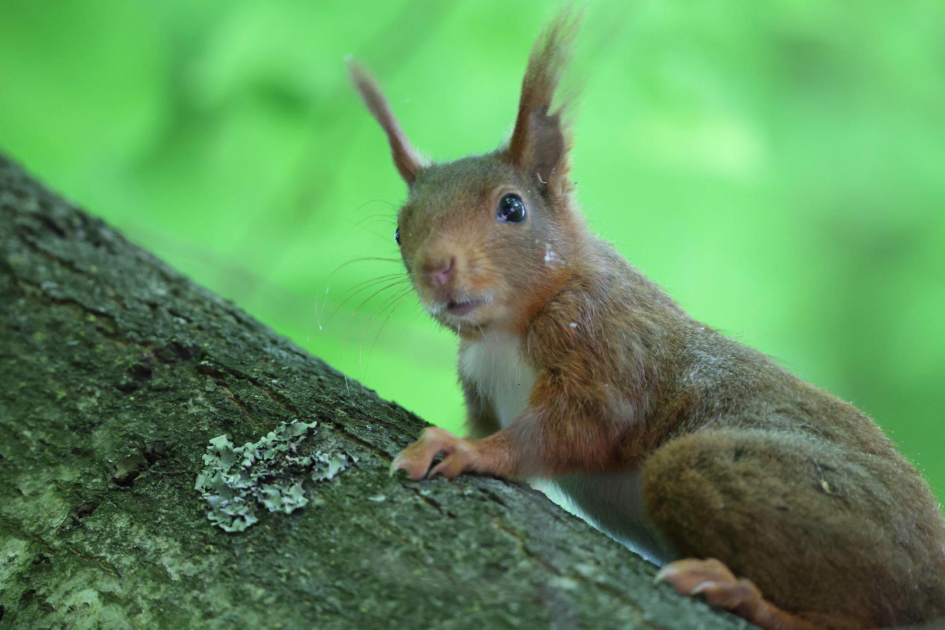 A red squirrel with tufted ears is perched on a tree branch, looking alert against a blurred green background. Its reddish-brown fur and bushy tail are clearly visible.