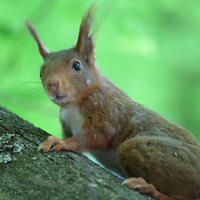 A red squirrel with tufted ears is perched on a tree branch, looking alert against a blurred green background. Its reddish-brown fur and bushy tail are clearly visible.