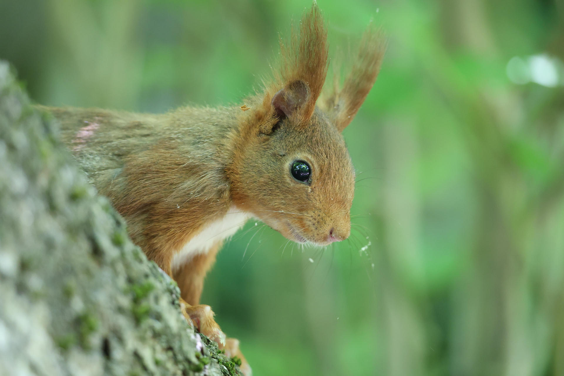 A red squirrel clings to the side of a tree, its pointed ears alert and its eyes wide as it looks downward. The background is a soft blur of green, highlighting the squirrel’s reddish-brown fur.