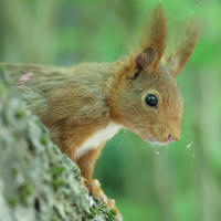 A red squirrel clings to the side of a tree, its pointed ears alert and its eyes wide as it looks downward. The background is a soft blur of green, highlighting the squirrel’s reddish-brown fur.