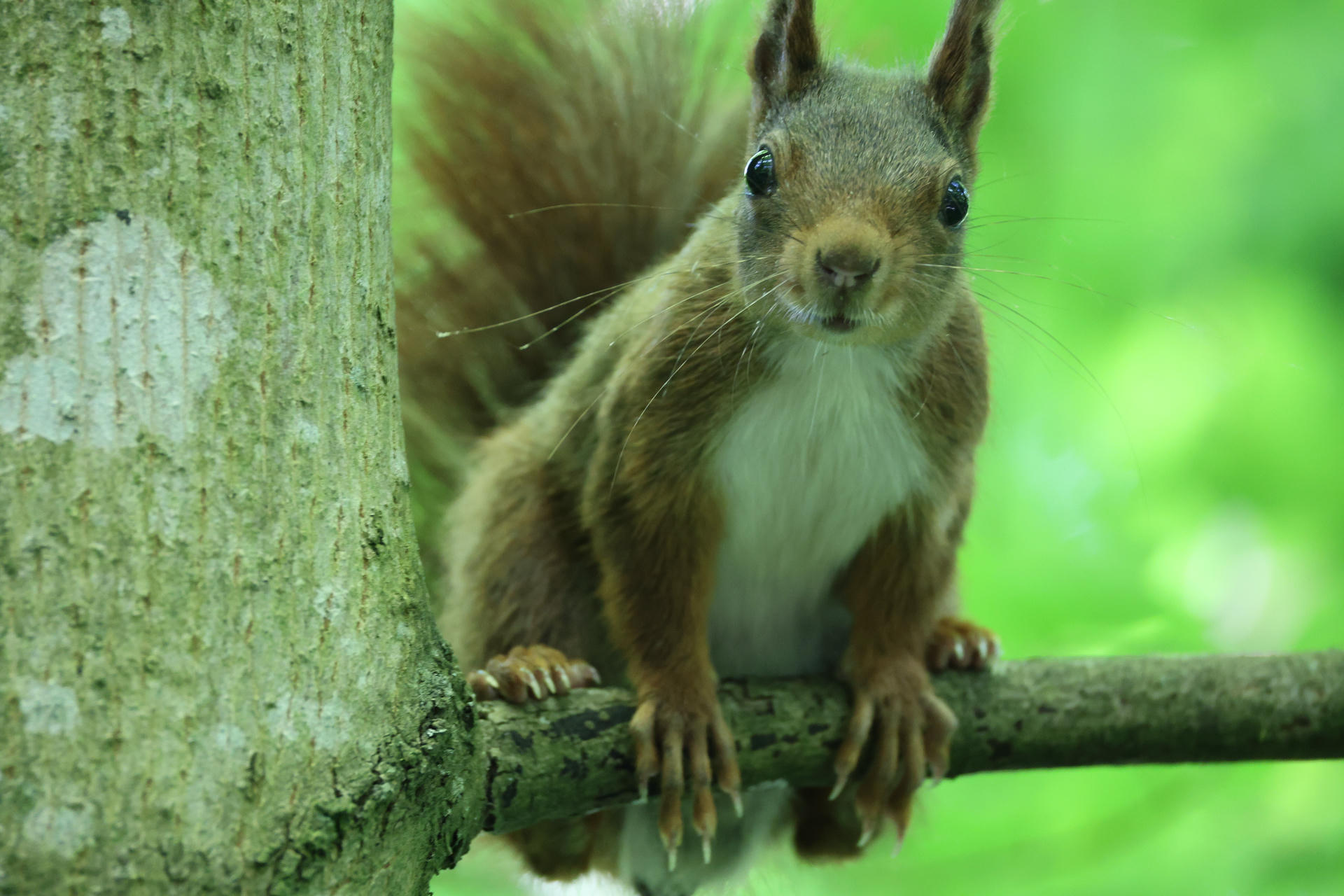 A red squirrel with tufted ears and a bushy tail is perched alertly on a tree branch, surrounded by vibrant green foliage. Its front paws grip the branch as it looks directly at the camera.