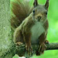 A red squirrel with tufted ears and a bushy tail is perched alertly on a tree branch, surrounded by vibrant green foliage. Its front paws grip the branch as it looks directly at the camera.