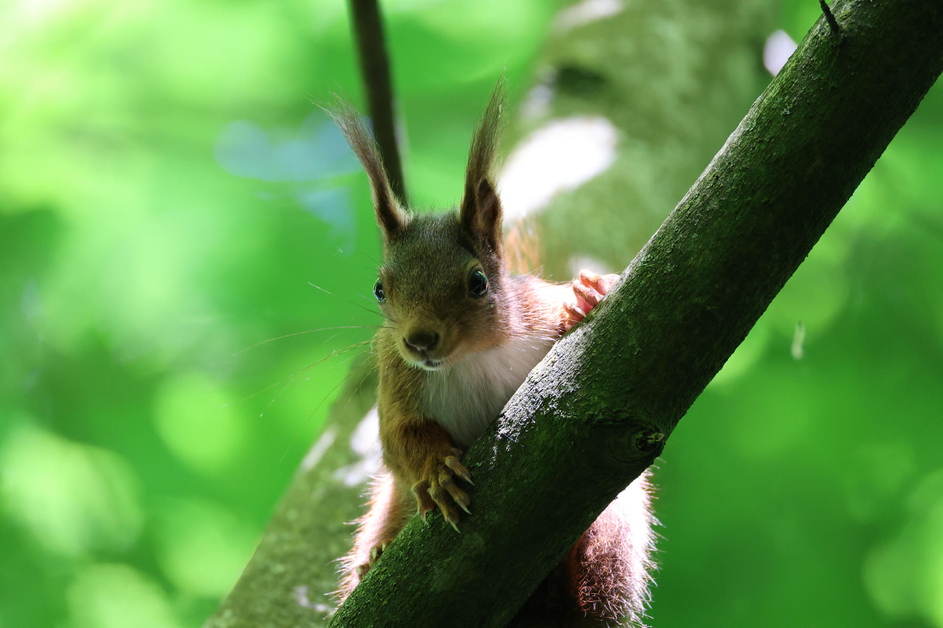 A red squirrel clings to a tree branch, its tufted ears alert and eyes focused forward. Sunlight filters through the green leaves, casting a gentle glow on its fur.