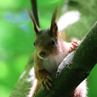 A red squirrel clings to a tree branch, its tufted ears alert and eyes focused forward. Sunlight filters through the green leaves, casting a gentle glow on its fur.
