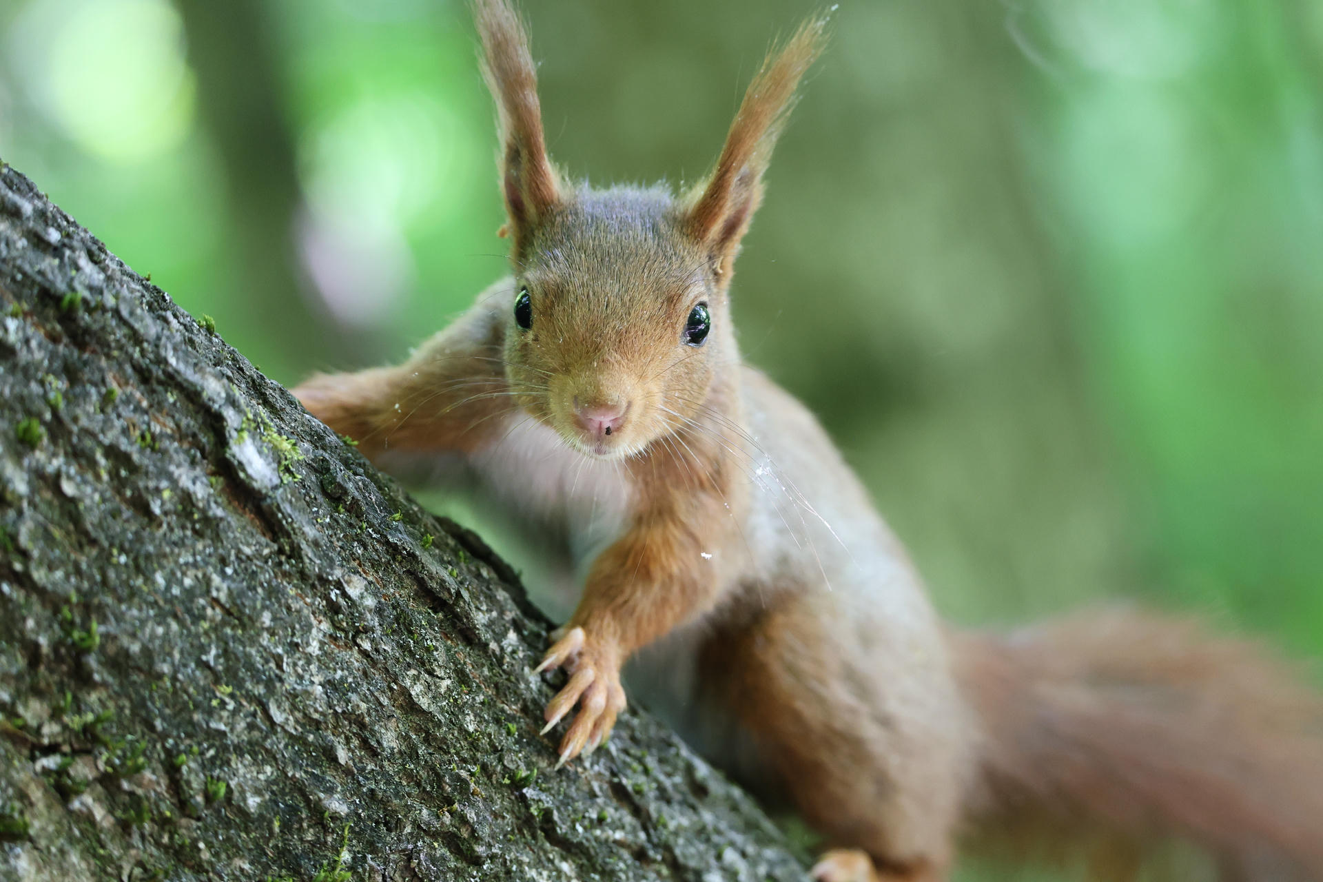 A red squirrel clings to the side of a tree trunk, looking directly at the camera with its tufted ears alert. The background is a soft blur of green, highlighting the squirrel’s reddish fur and curious expression.