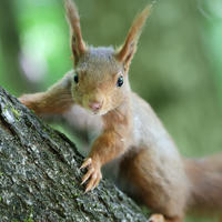 red squirrel on branch closeup