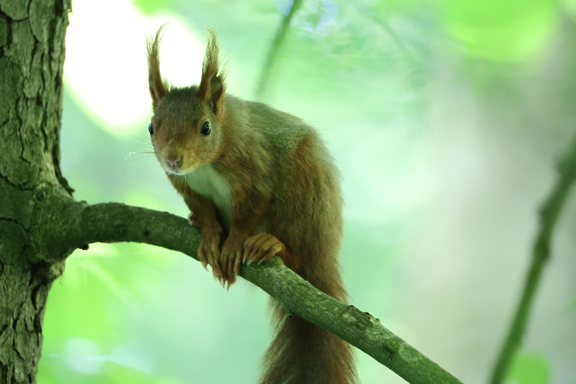 A red squirrel with tufted ears is perched on a tree branch, surrounded by a soft green, out-of-focus background. The squirrel is looking directly at the camera, appearing alert and curious.