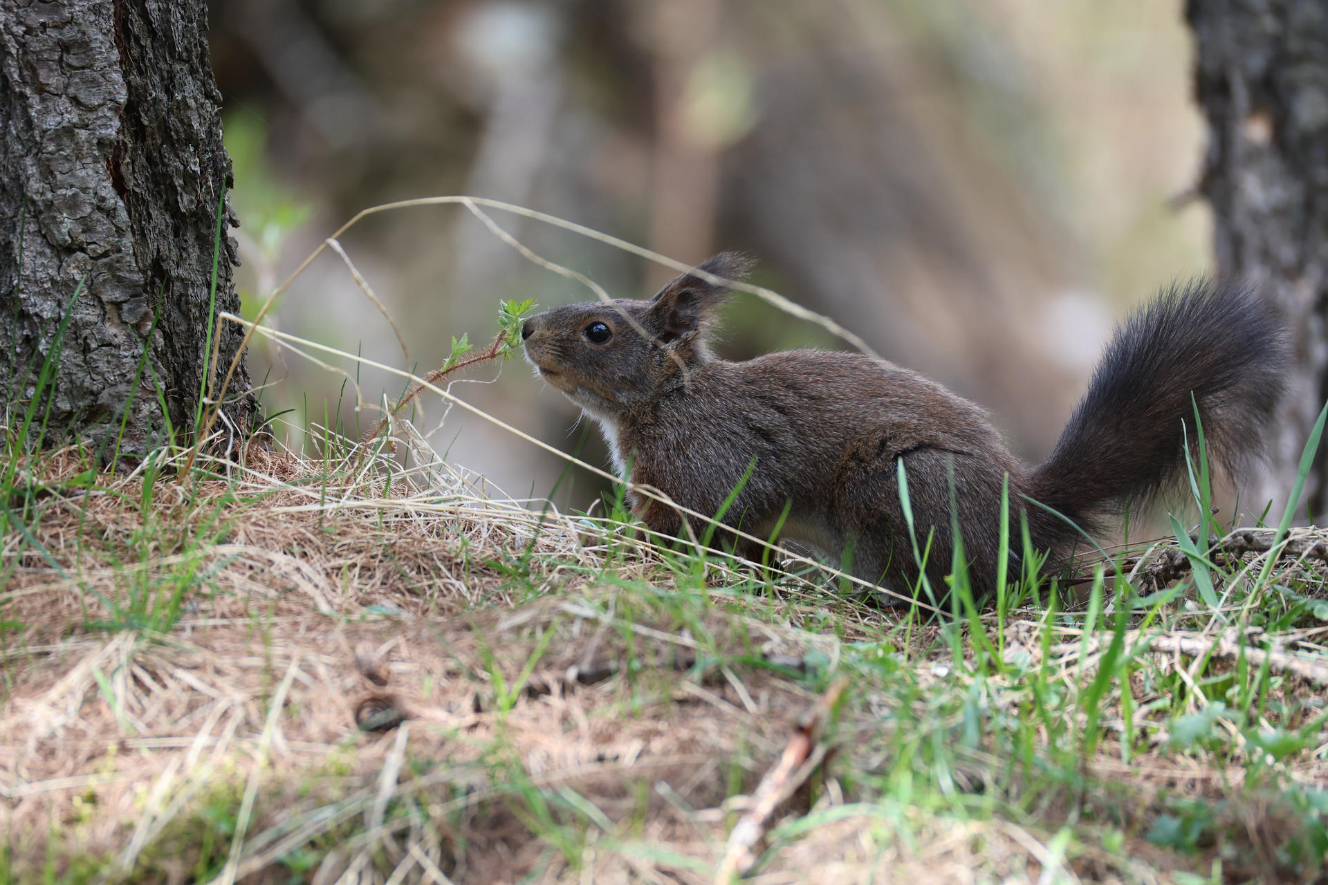 A red squirrel with dark brown fur stands alert on a grassy patch, surrounded by green blades of grass and soft earth. Its bushy tail is visible, and its ears are tufted, giving it a lively and curious appearance.
