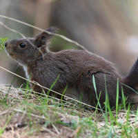A red squirrel with dark brown fur stands alert on a grassy patch, surrounded by green blades of grass and soft earth. Its bushy tail is visible, and its ears are tufted, giving it a lively and curious appearance.