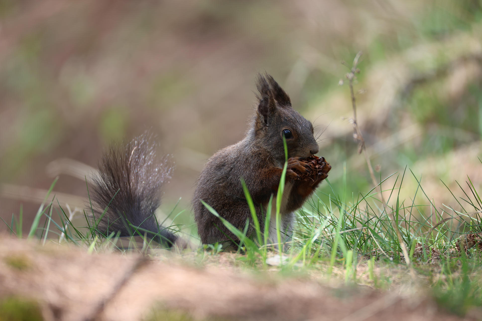 A red squirrel sits on the ground among green grass, holding and nibbling on a pine cone with its front paws. Its bushy tail is fluffed up behind it, and its ear tufts are clearly visible.