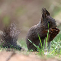 A red squirrel sits on the ground among green grass, holding and nibbling on a pine cone with its front paws. Its bushy tail is fluffed up behind it, and its ear tufts are clearly visible.