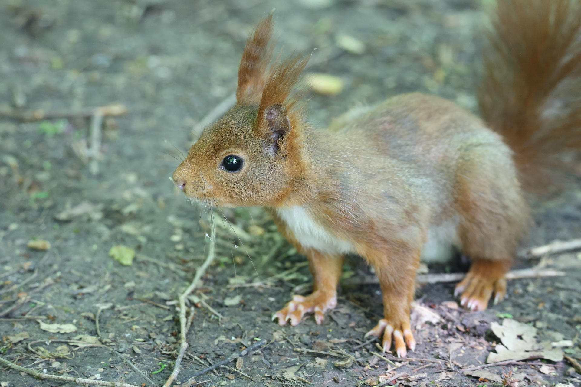 A red squirrel with tufted ears and a bushy tail stands alert on a forest floor, surrounded by dirt and scattered leaves. Its reddish-brown fur contrasts with the lighter fur on its chest and belly.