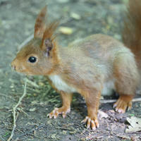 A red squirrel with tufted ears and a bushy tail stands alert on a forest floor, surrounded by dirt and scattered leaves. Its reddish-brown fur contrasts with the lighter fur on its chest and belly.