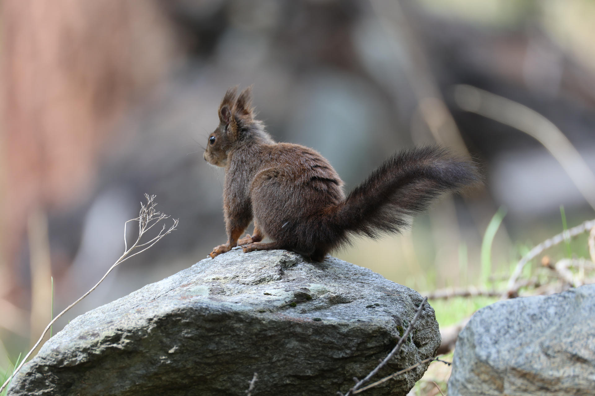 A red squirrel sits alertly on a large gray rock, its bushy tail curled behind and ears tufted, with a soft, blurred background of natural colors. The squirrel's fur appears rich brown with hints of reddish tones.