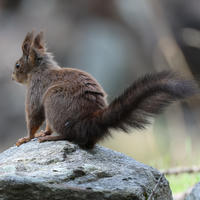 A red squirrel sits alertly on a large gray rock, its bushy tail curled behind and ears tufted, with a soft, blurred background of natural colors. The squirrel's fur appears rich brown with hints of reddish tones.