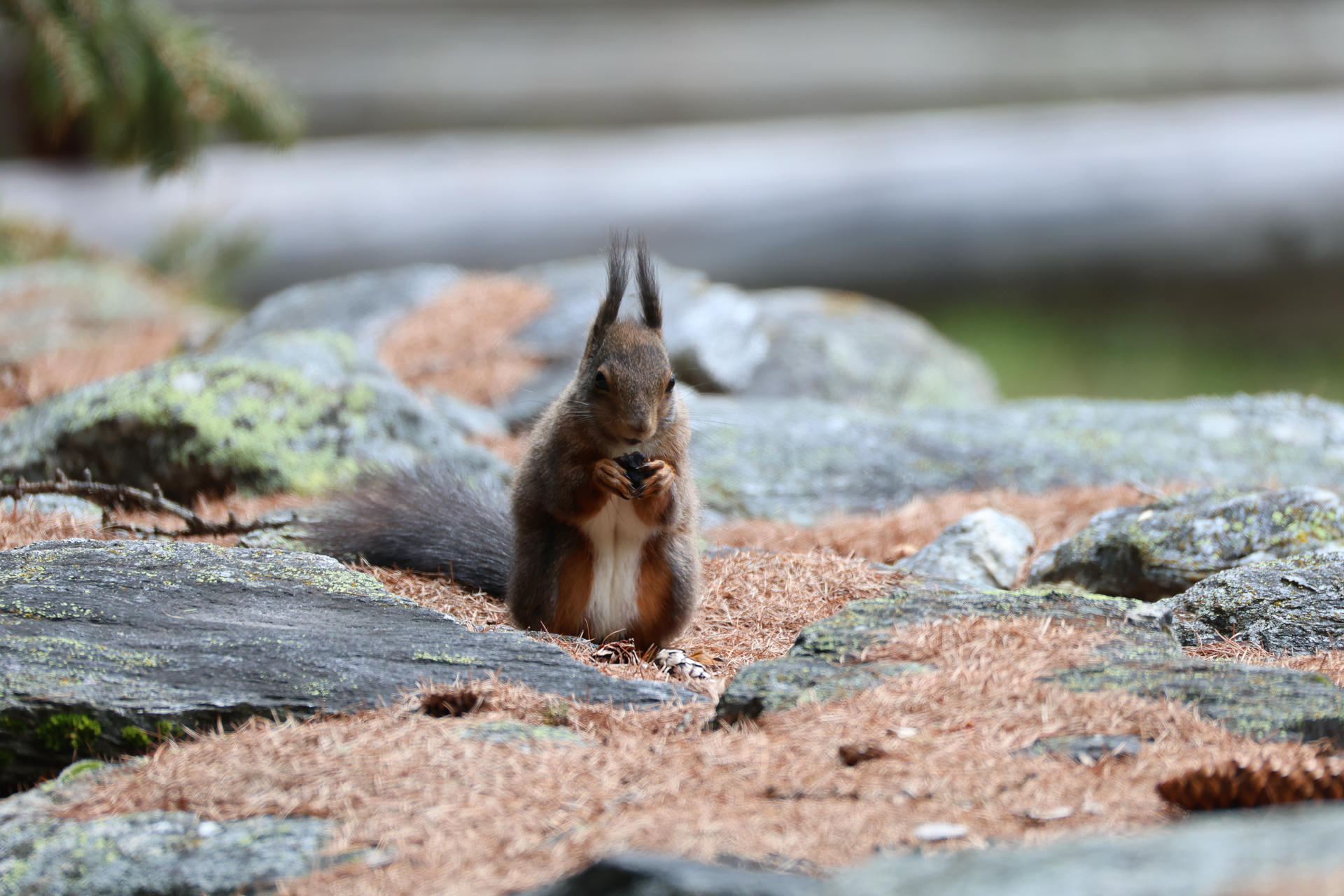 A red squirrel sits upright on the ground, holding and nibbling on a small piece of food with its front paws. Its bushy tail and tufted ears are clearly visible, and the background is softly blurred with rocks and earth tones.