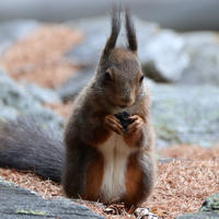 A red squirrel sits upright on the ground, holding and nibbling on a small piece of food with its front paws. Its bushy tail and tufted ears are clearly visible, and the background is softly blurred with rocks and earth tones.