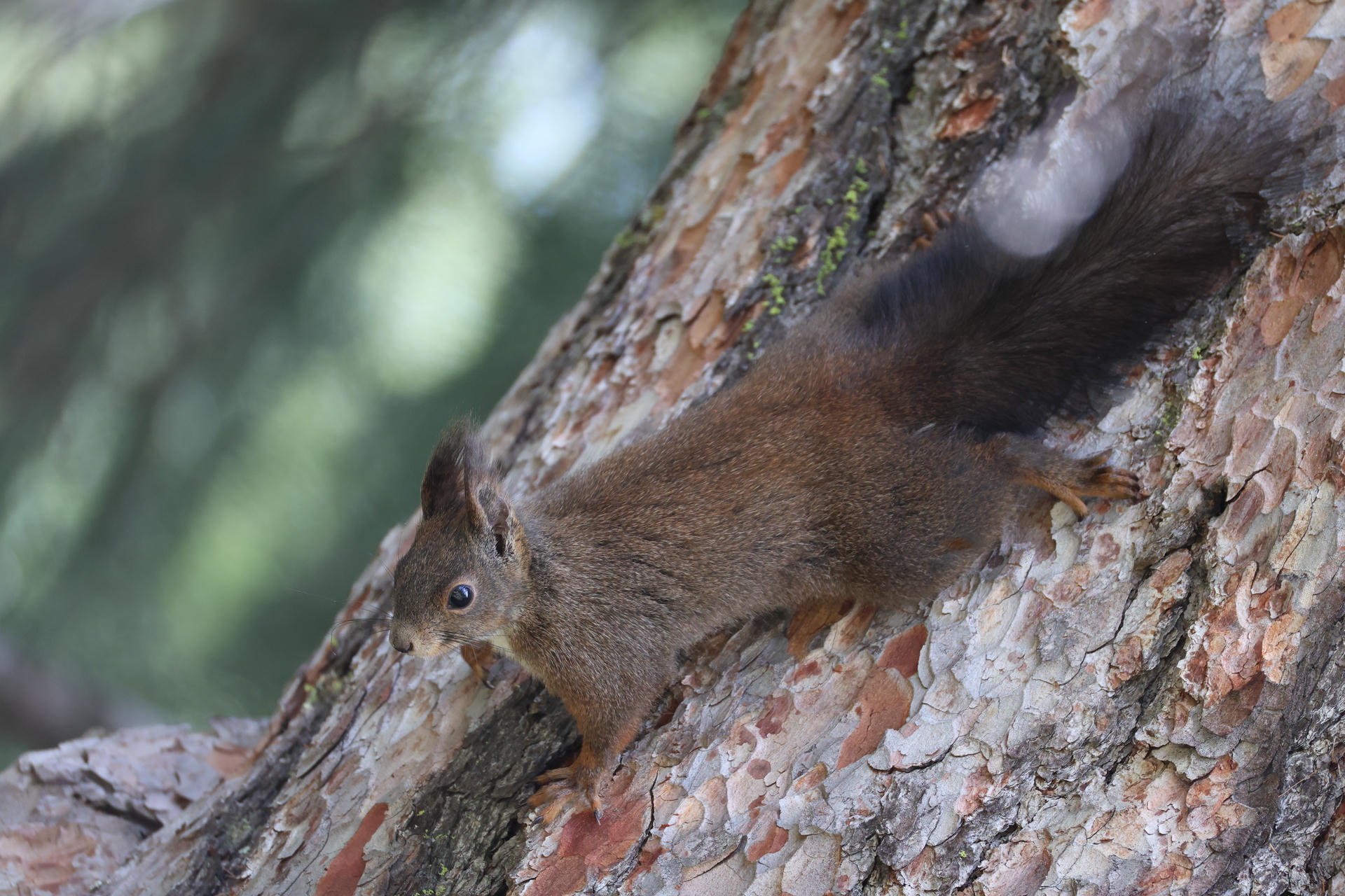 A red squirrel with a bushy tail clings to the side of a tree trunk, its body stretched out as it looks alertly ahead. The tree bark is textured and the background is softly blurred with green hues.