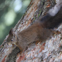 A red squirrel with a bushy tail clings to the side of a tree trunk, its body stretched out as it looks alertly ahead. The tree bark is textured and the background is softly blurred with green hues.