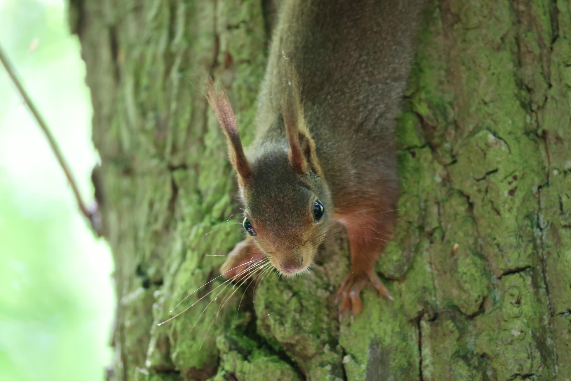A red squirrel clings upside down to the rough bark of a tree, peering curiously toward the camera. Its large eyes and tufted ears are clearly visible against the greenish background.