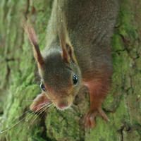 A red squirrel clings upside down to the rough bark of a tree, peering curiously toward the camera. Its large eyes and tufted ears are clearly visible against the greenish background.