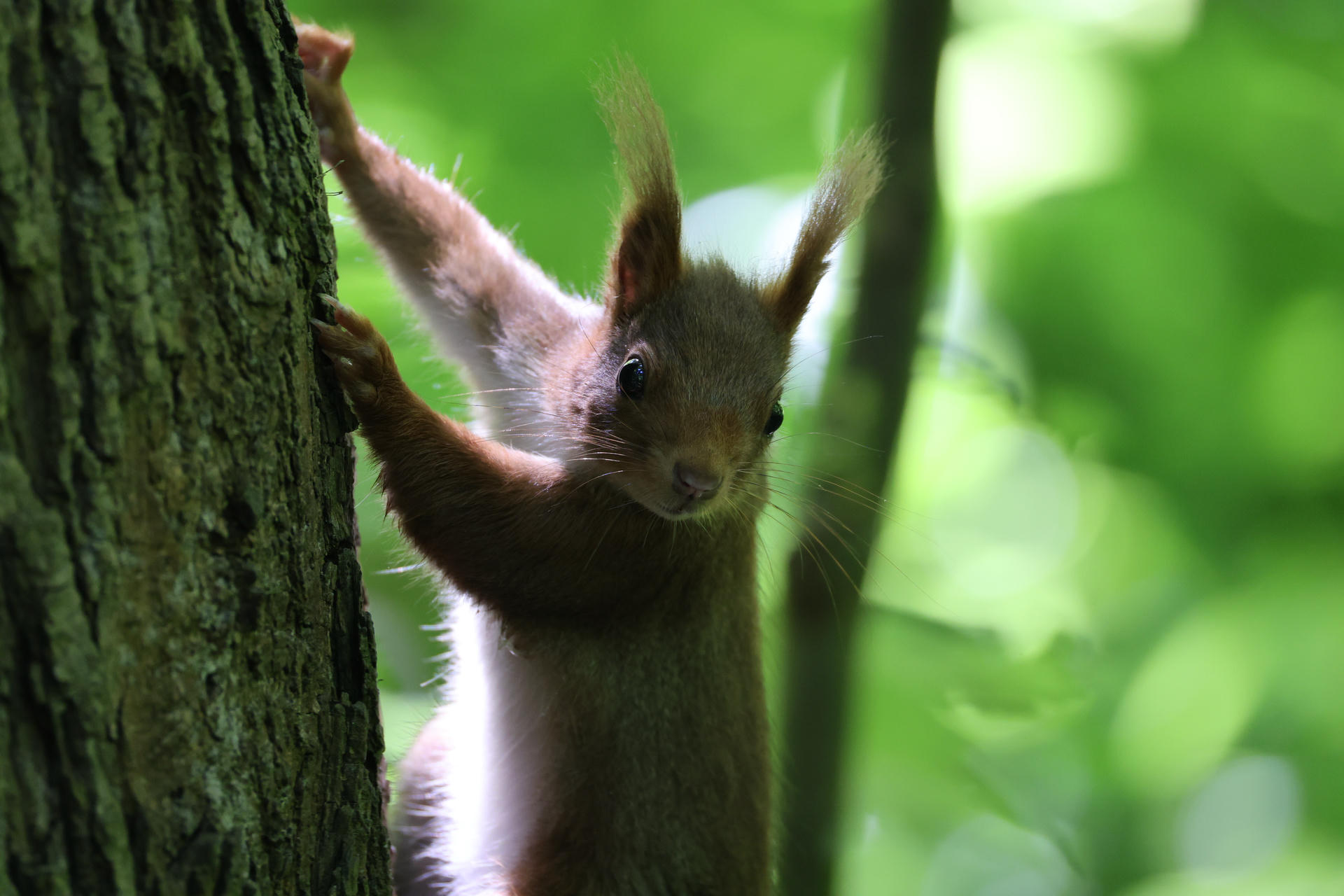 A red squirrel clings to the side of a tree, its ears tufted and alert, with a background of lush green foliage. Soft light filters through the leaves, highlighting the squirrel’s reddish fur.