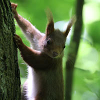 A red squirrel clings to the side of a tree, its ears tufted and alert, with a background of lush green foliage. Soft light filters through the leaves, highlighting the squirrel’s reddish fur.