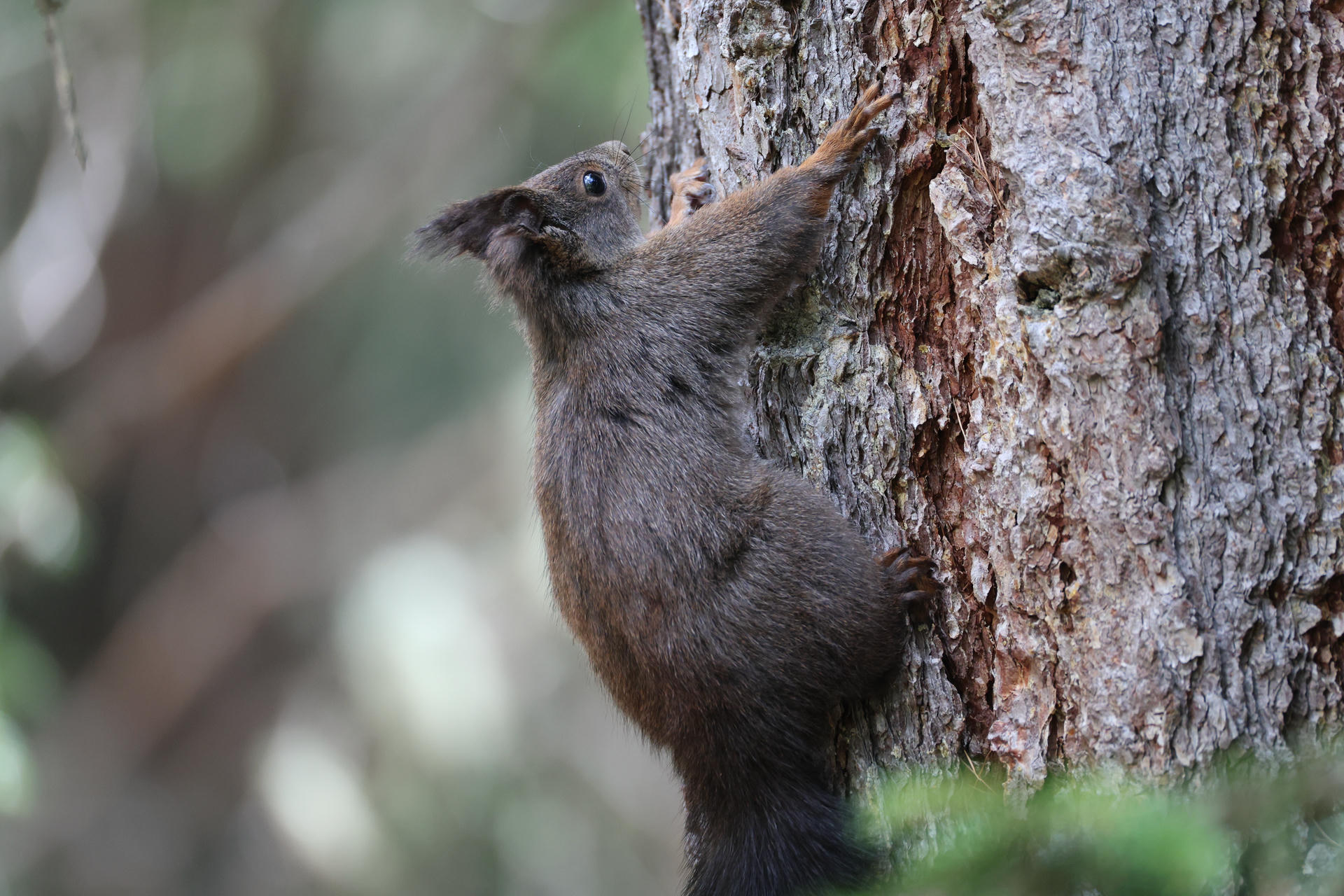 A red squirrel with dark fur clings to the side of a tree trunk, looking upward as it climbs. The background is softly blurred, highlighting the texture of the tree bark and the squirrel’s bushy tail.