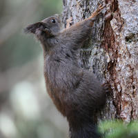 A red squirrel with dark fur clings to the side of a tree trunk, looking upward as it climbs. The background is softly blurred, highlighting the texture of the tree bark and the squirrel’s bushy tail.