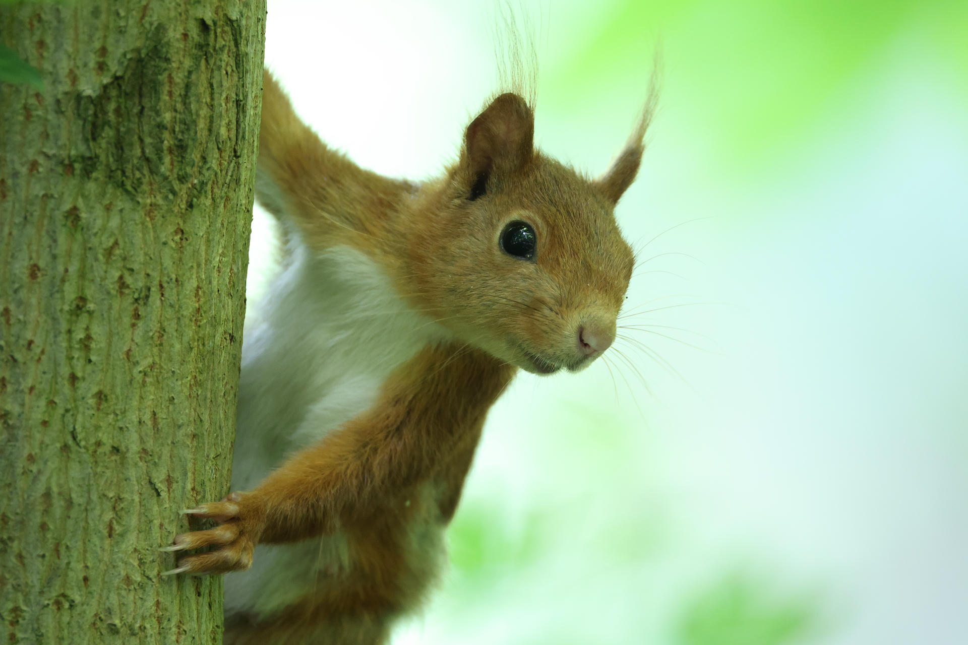 A red squirrel clings to the side of a tree trunk, peering curiously toward the camera against a soft green background. Its tufted ears and bright eyes are clearly visible.