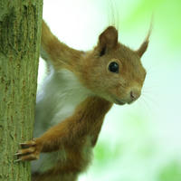 A red squirrel clings to the side of a tree trunk, peering curiously toward the camera against a soft green background. Its tufted ears and bright eyes are clearly visible.