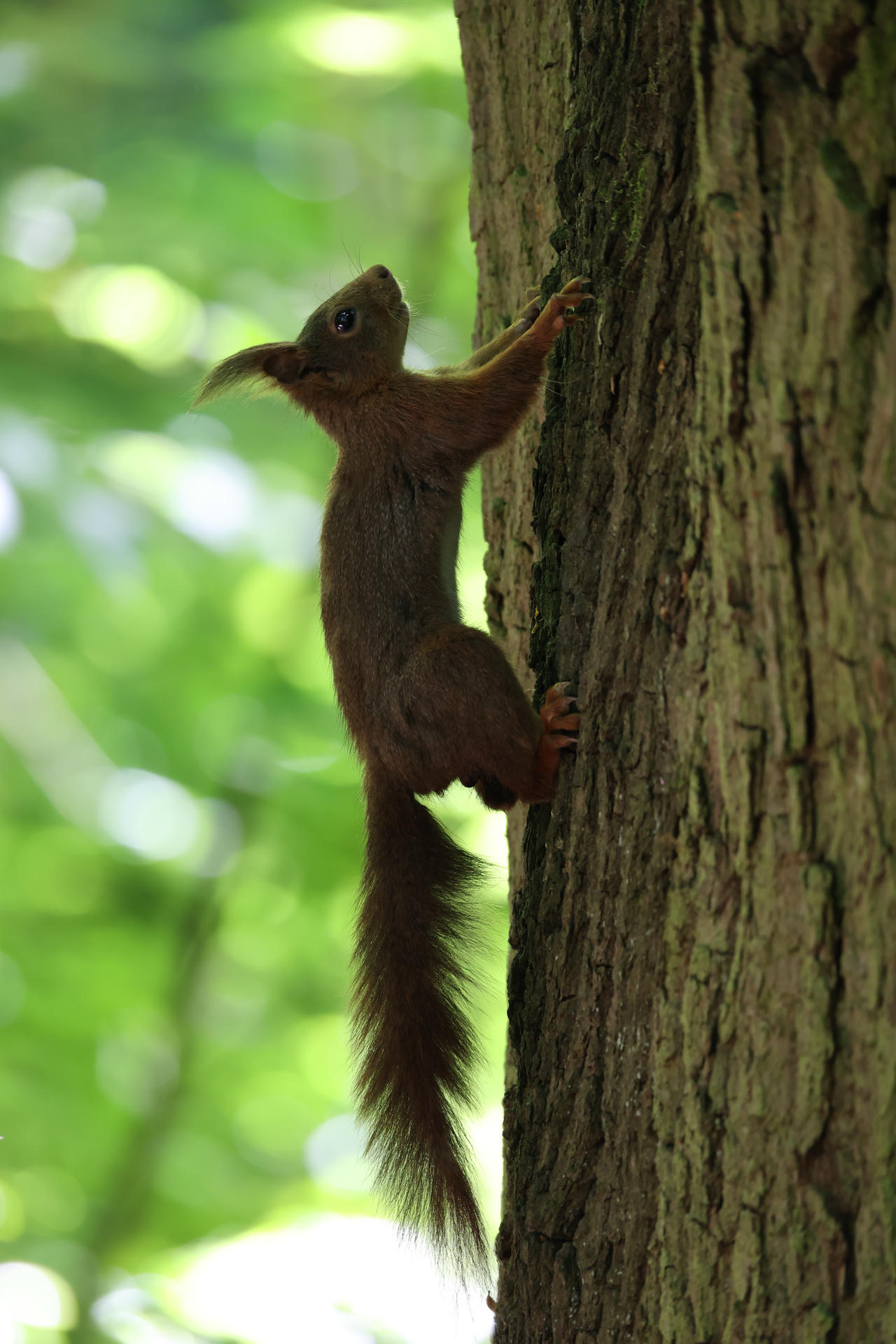 A red squirrel clings to the side of a tree trunk, its bushy tail hanging down as it looks upward. The background is filled with soft green foliage, giving a sense of a lush forest environment.