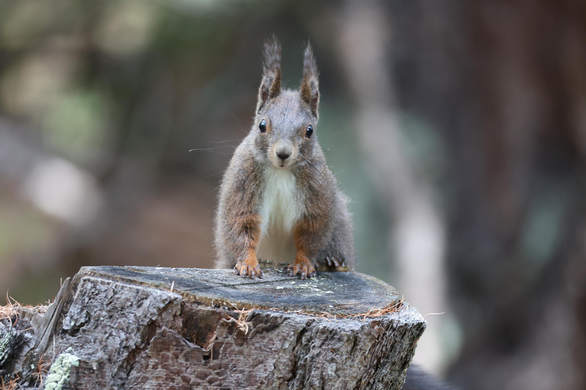 A red squirrel with tufted ears and a white belly stands alert on a tree stump, looking directly at the camera. Its small paws rest on the wood, and the background is softly blurred.
