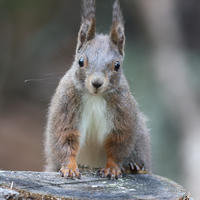 A red squirrel with tufted ears and a white belly stands alert on a tree stump, looking directly at the camera. Its small paws rest on the wood, and the background is softly blurred.