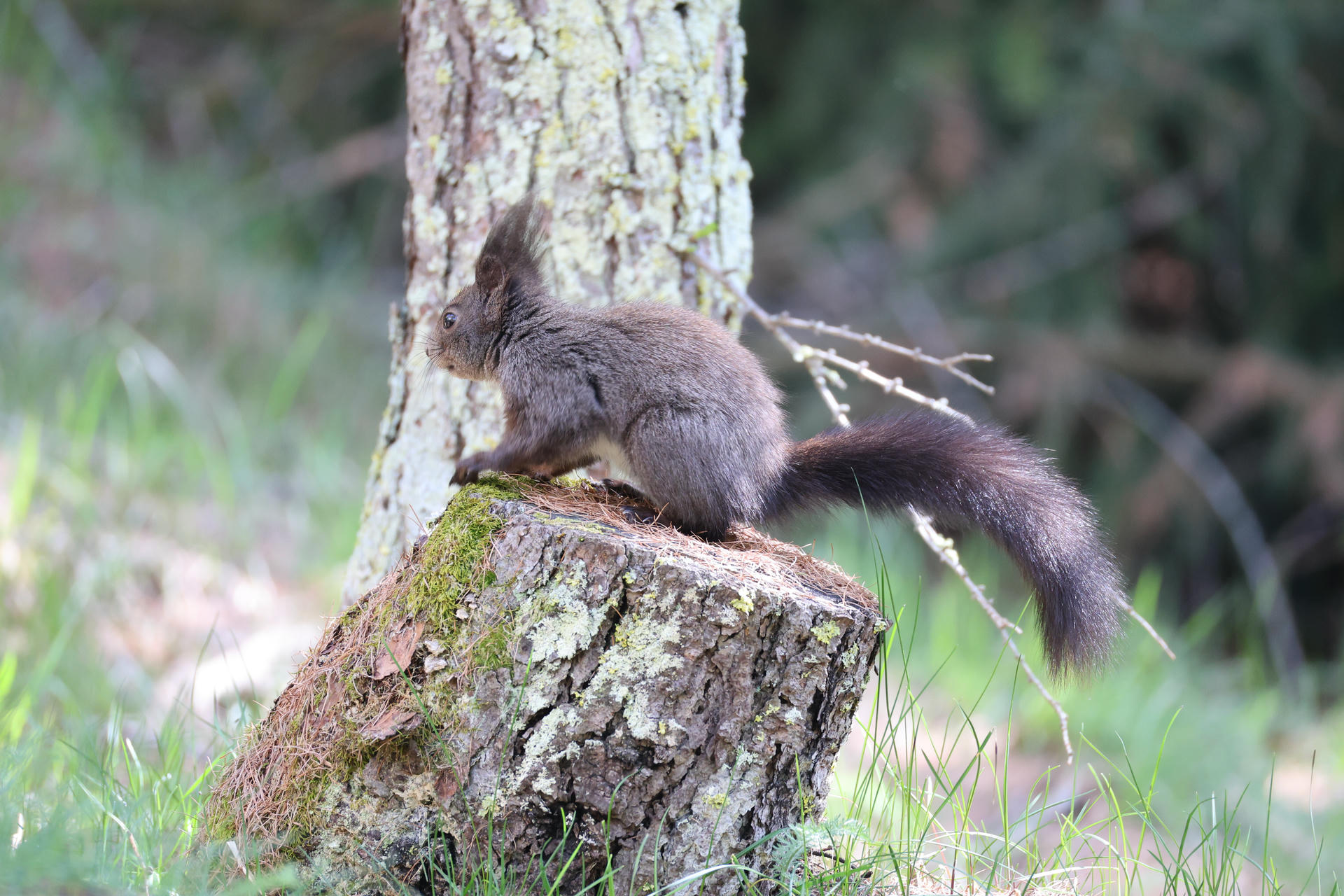 A red squirrel with dark, bushy fur is perched on a mossy tree stump in a forested area. Its large tail is fluffed out behind it, and the background is softly blurred with hints of greenery.