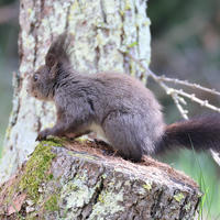 A red squirrel with dark, bushy fur is perched on a mossy tree stump in a forested area. Its large tail is fluffed out behind it, and the background is softly blurred with hints of greenery.