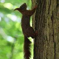 A red squirrel clings to the side of a tree trunk, its bushy tail hanging down as it looks upward. The background is filled with soft green foliage, giving a sense of a lush forest environment.