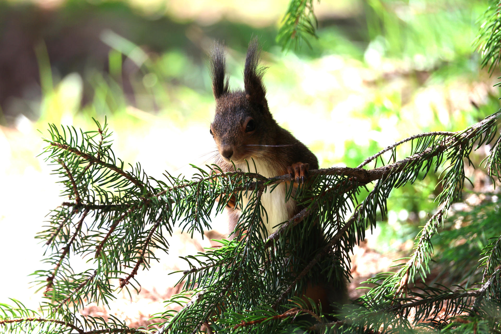 A red squirrel peeks through the branches of a pine tree, its ears alert and fur softly lit by natural light. The background is a blur of green foliage, highlighting the squirrel’s curious expression.