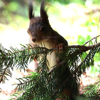 A red squirrel peeks through the branches of a pine tree, its ears alert and fur softly lit by natural light. The background is a blur of green foliage, highlighting the squirrel’s curious expression.