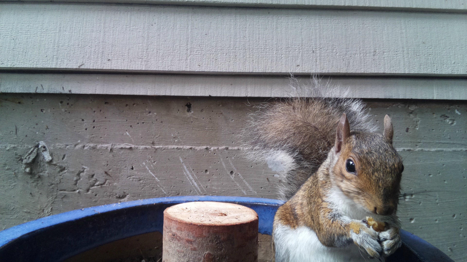 A gray squirrel is perched at the edge of a container, with its bushy tail visible and its face looking toward the camera. The background shows the siding of a building, giving the scene a backyard feel.