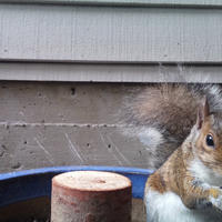 A gray squirrel is perched at the edge of a container, with its bushy tail visible and its face looking toward the camera. The background shows the siding of a building, giving the scene a backyard feel.