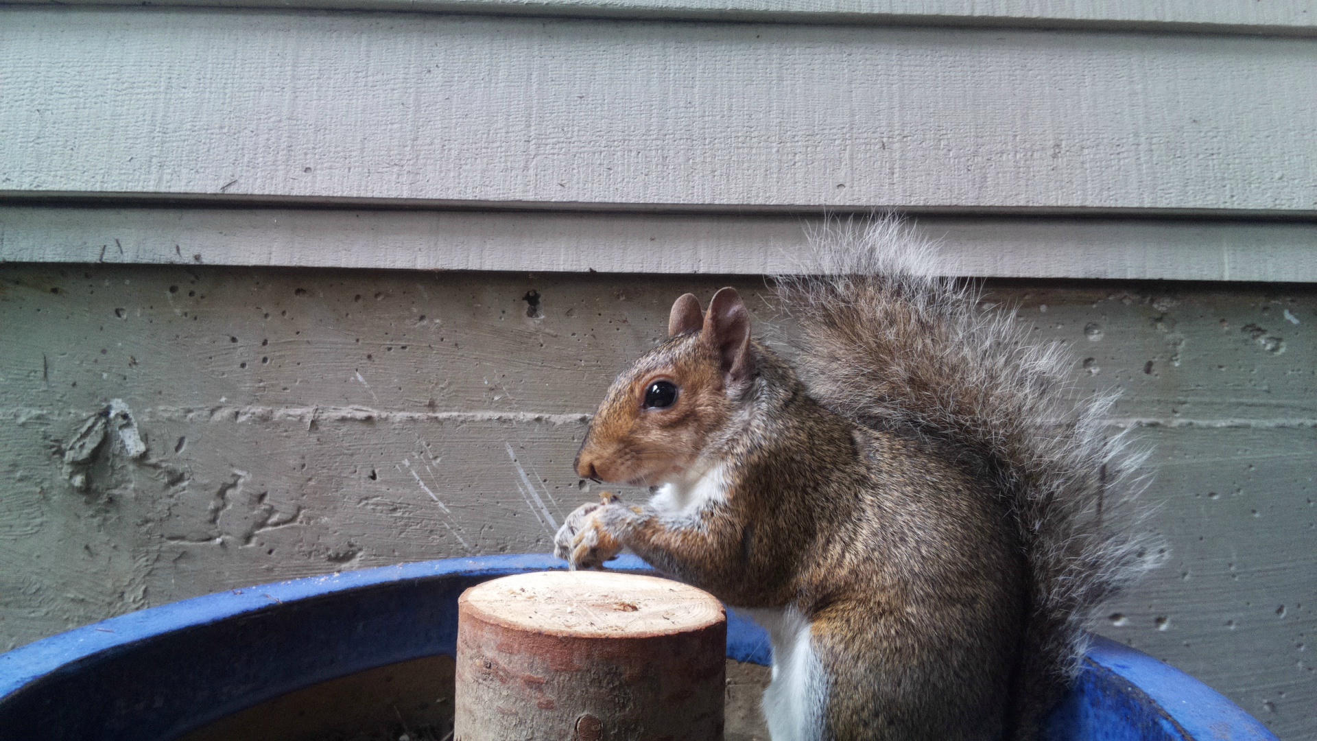 A gray squirrel is perched on the edge of a blue container, holding food in its paws near a wooden post, with a house siding in the background. The squirrel's bushy tail is visible, and it appears to be eating or investigating something.
