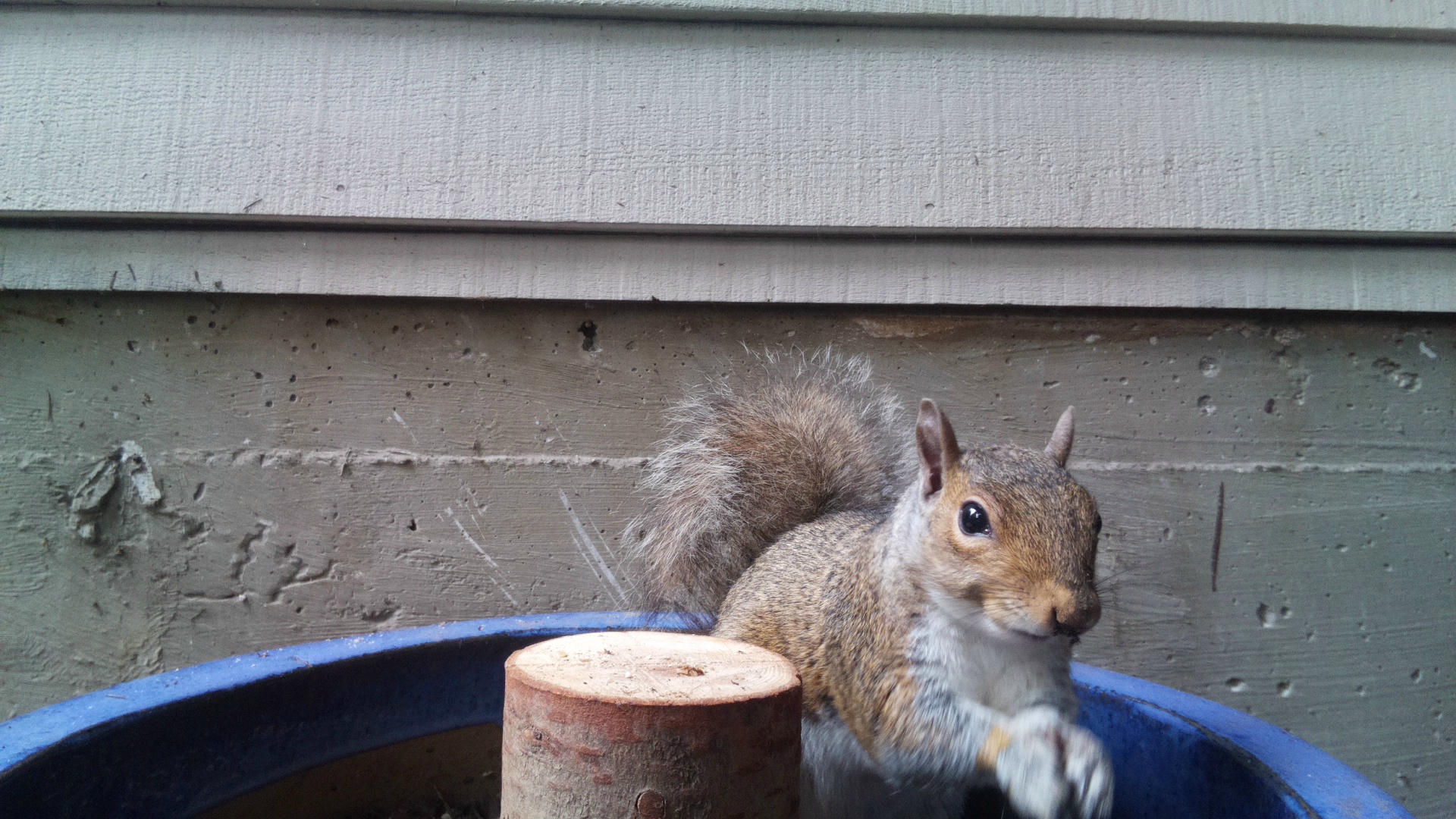 A gray squirrel is perched on the edge of a blue container, looking alert with its bushy tail raised. The background shows the siding of a building, giving a close-up view of the squirrel’s curious expression.