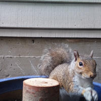 A gray squirrel is perched on the edge of a blue container, looking alert with its bushy tail raised. The background shows the siding of a building, giving a close-up view of the squirrel’s curious expression.