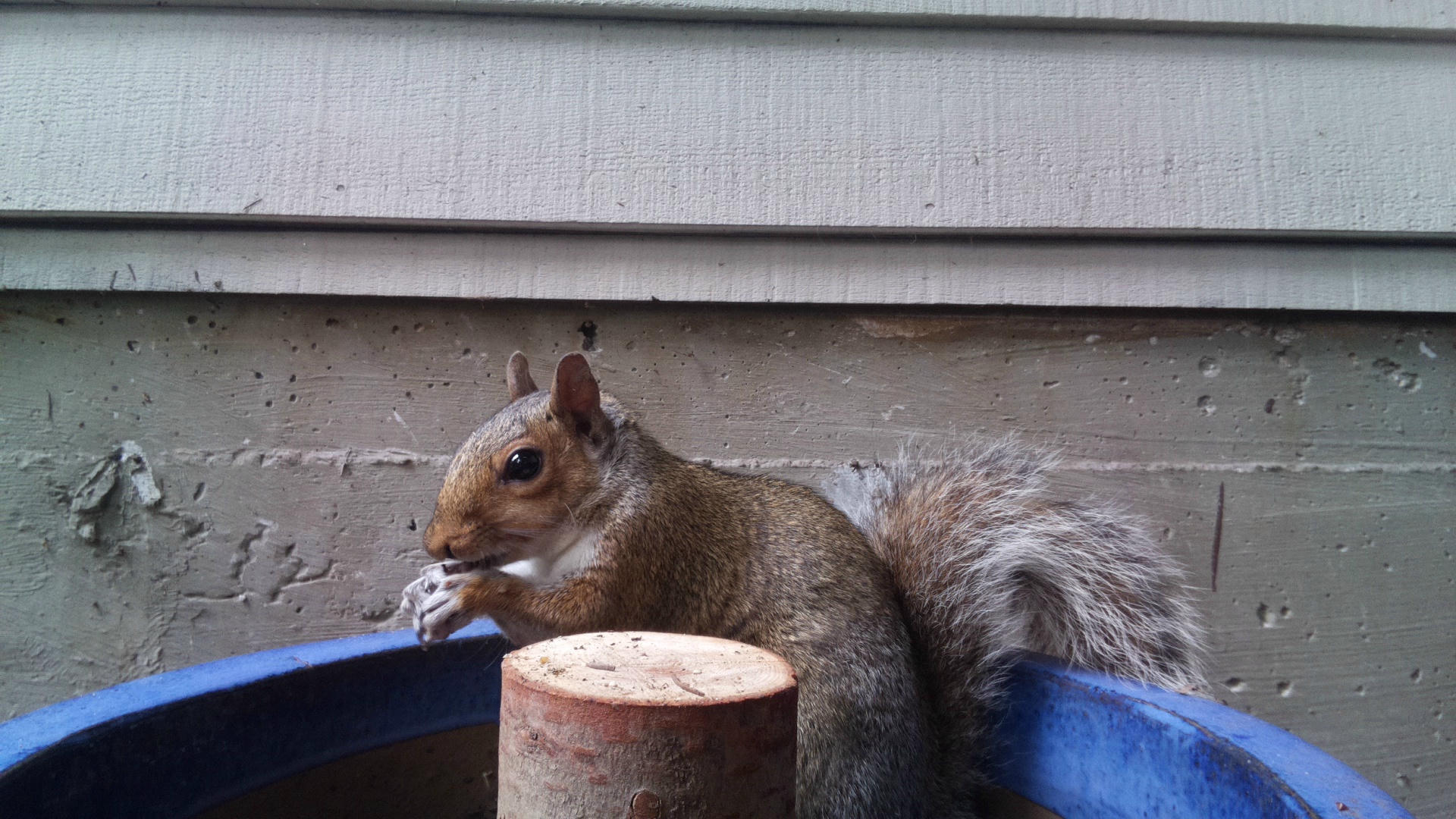 A gray squirrel sits on the edge of a blue container, holding food in its paws, with a wooden post and a house wall in the background. Its bushy tail is curled behind it as it appears to be eating.